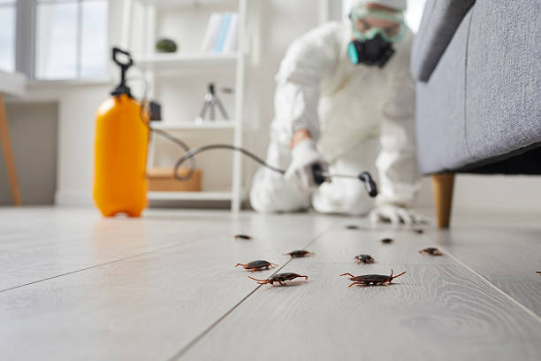 Post-Treatment Bed Bug Interceptor Monitoring in New Eagle